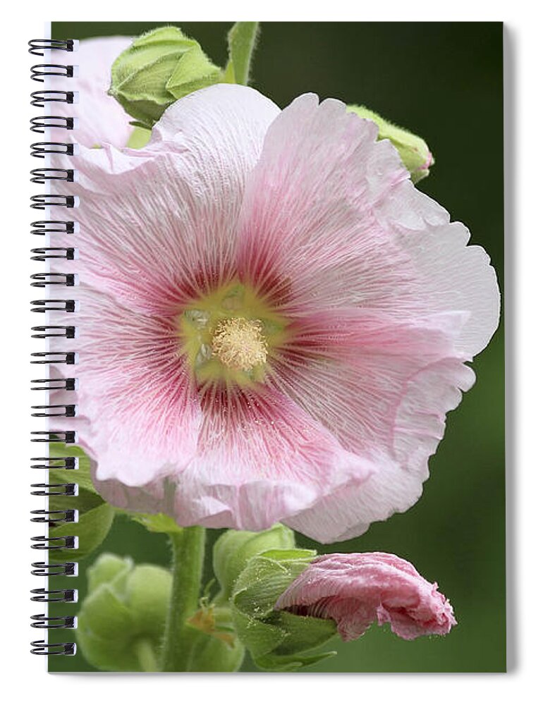 Flower Spiral Notebook featuring the photograph Pretty in Pink by Teresa Zieba