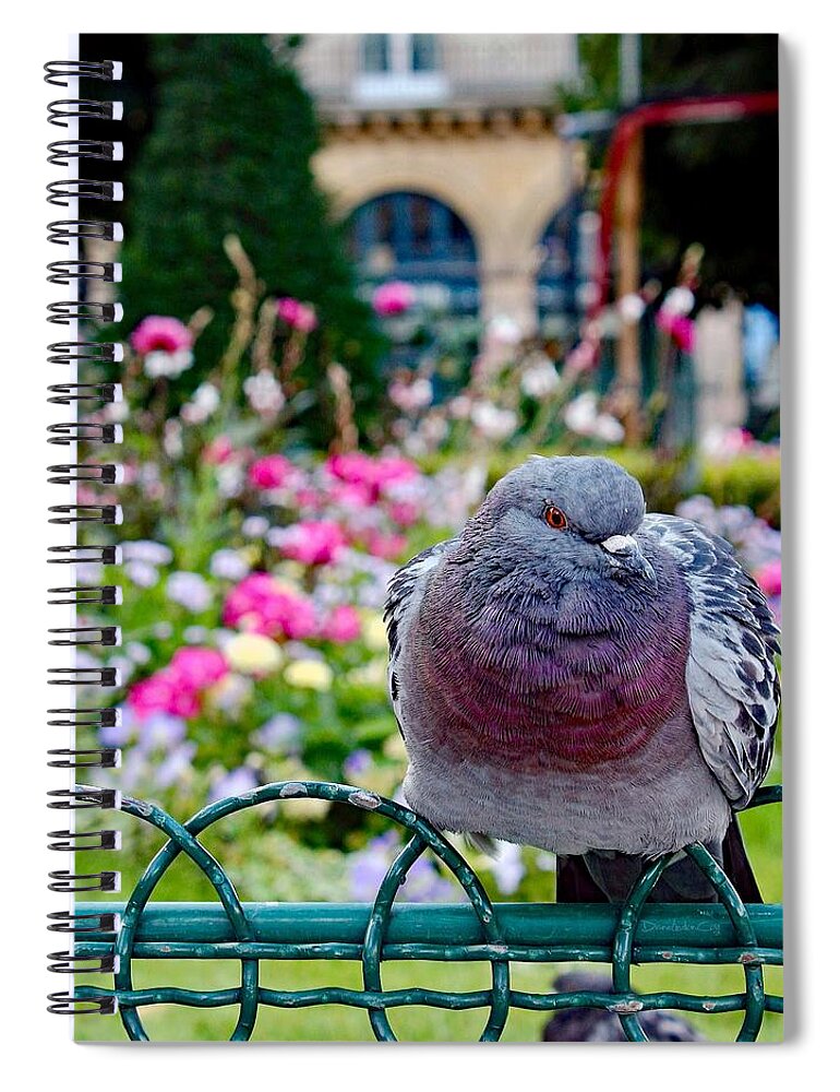 Paris Spiral Notebook featuring the photograph Pretty Paris Pigeon by Diane Lindon Coy