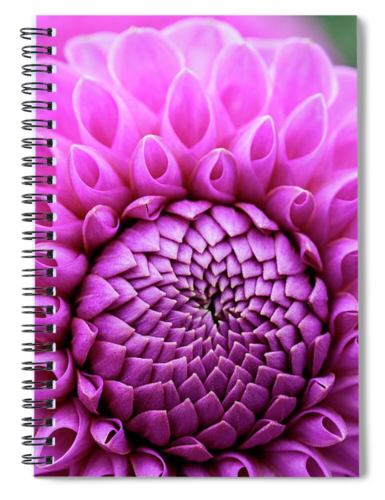 Jigsaw Puzzle Spiral Notebook featuring the photograph Pretty Pink Dahlia by Carole Gordon