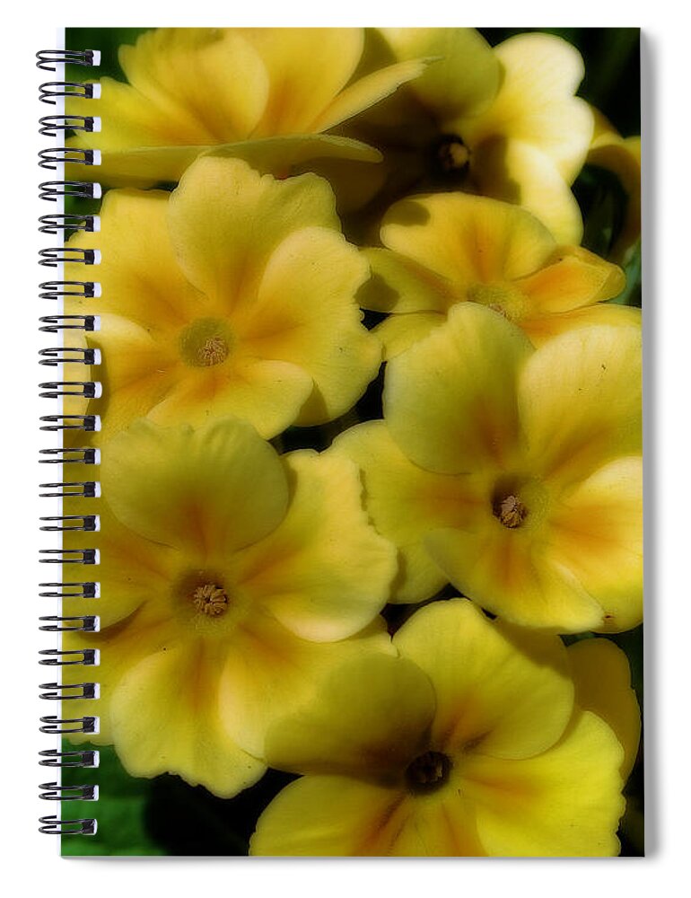 Primrose Spiral Notebook featuring the photograph Pretty Yellow Primrose Flowers by Smilin Eyes Treasures
