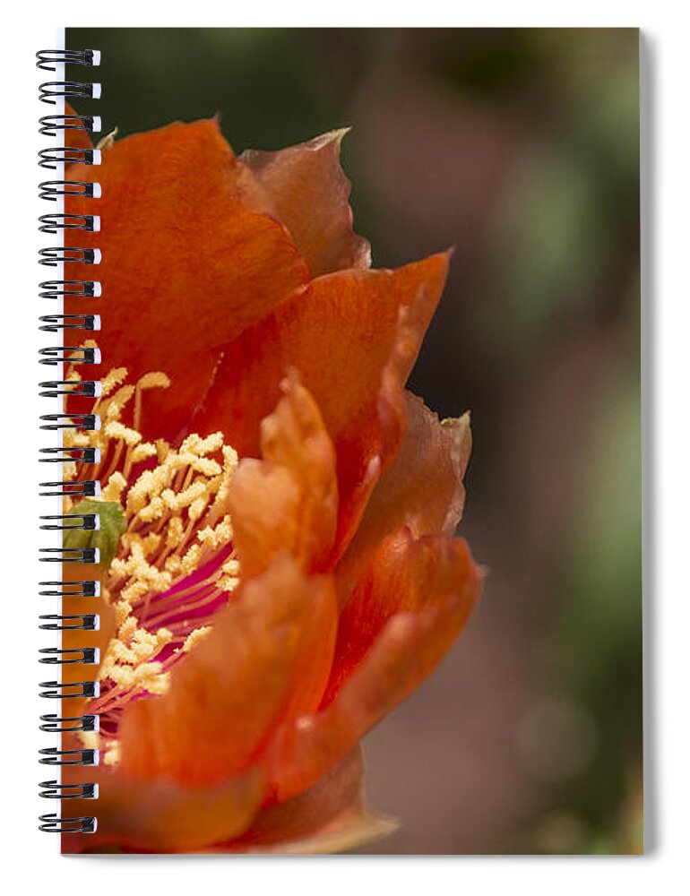 Prickly Pear Cactus Spiral Notebook featuring the photograph Prickly Pear Bloom by Laura Pratt