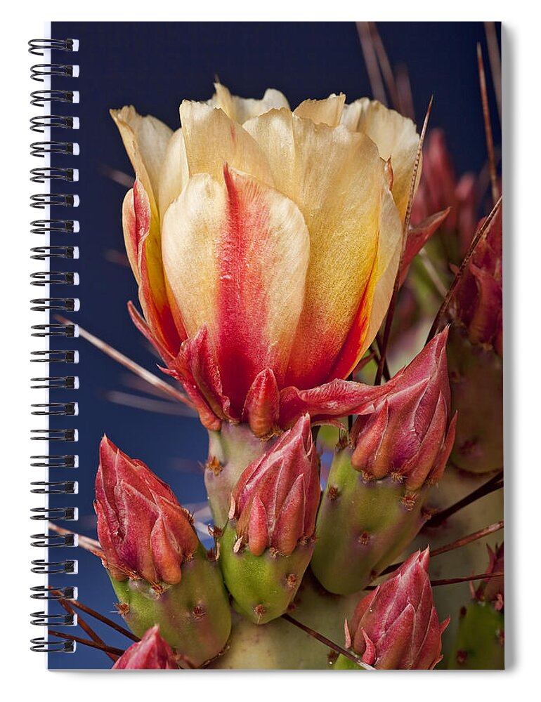 Prickly Pear Spiral Notebook featuring the photograph Prickly Pear Flower by Kelley King
