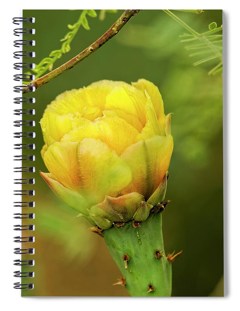 Myhaver Photography Spiral Notebook featuring the photograph Prickly Pear Flower v33 by Mark Myhaver