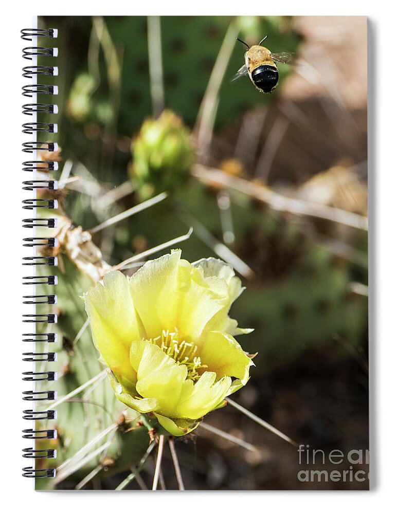 Natanson Spiral Notebook featuring the photograph Prickly Pear Honey by Steven Natanson