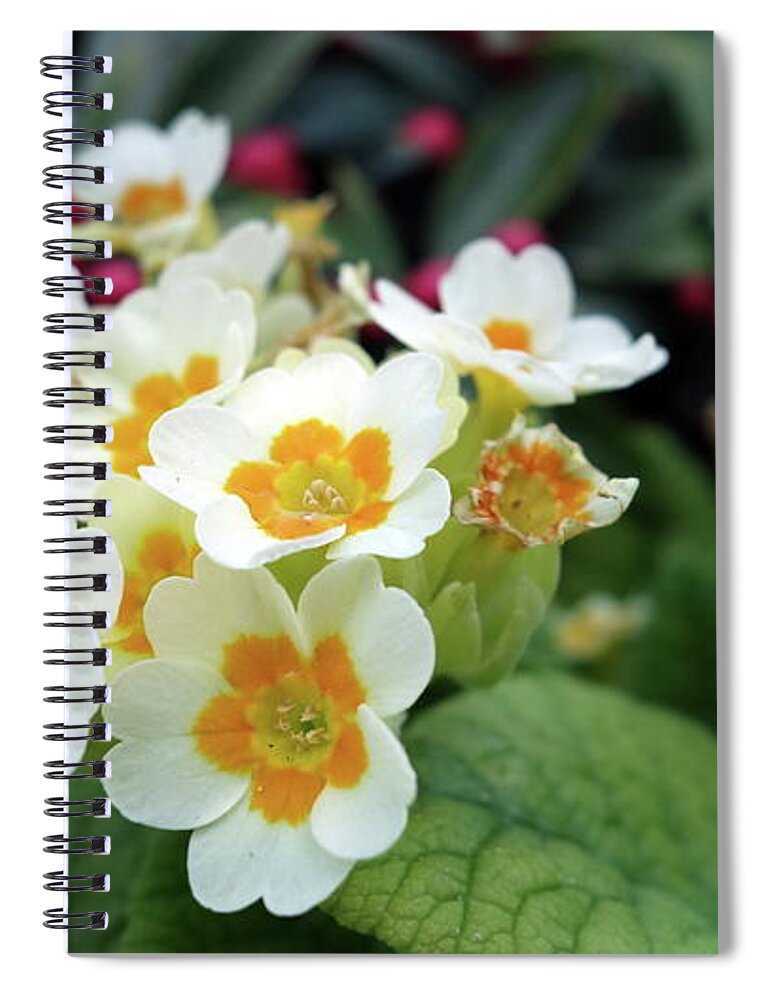 Primrose Spiral Notebook featuring the photograph Primrose by Jackie Russo