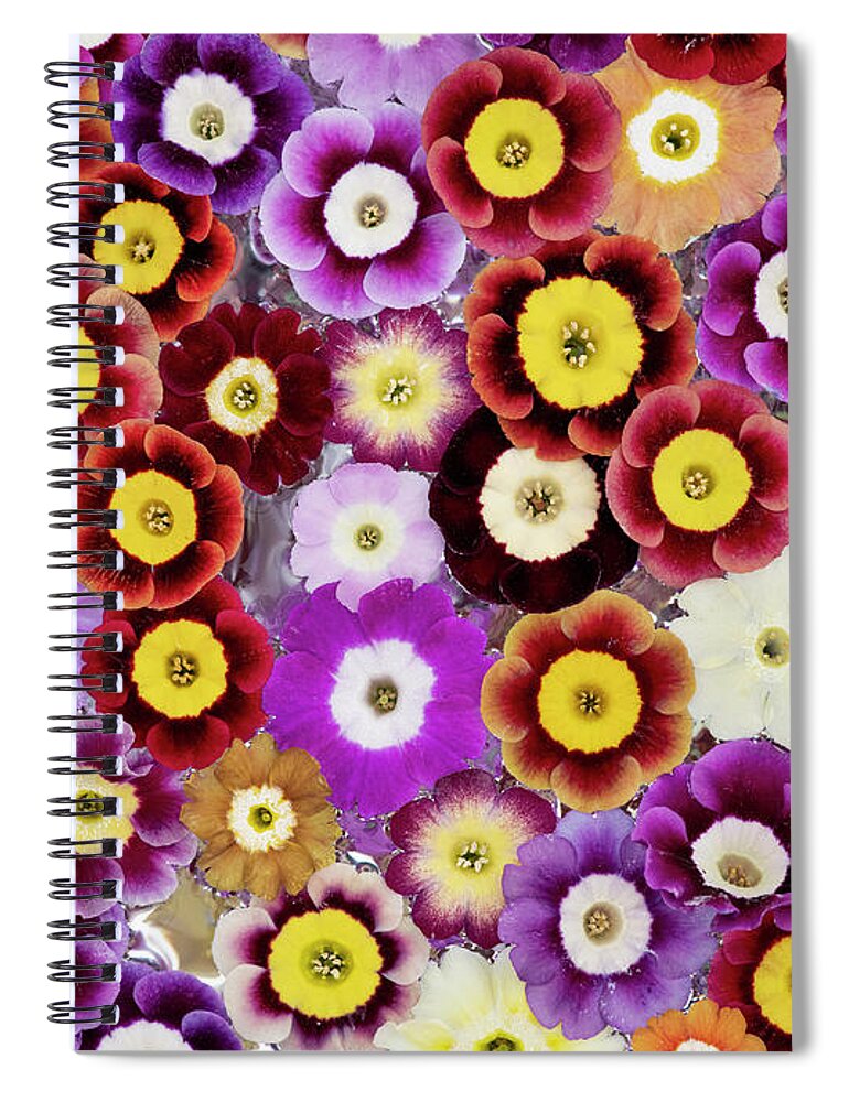 Primula Auricula Spiral Notebook featuring the photograph Primula Auricula Pattern by Tim Gainey