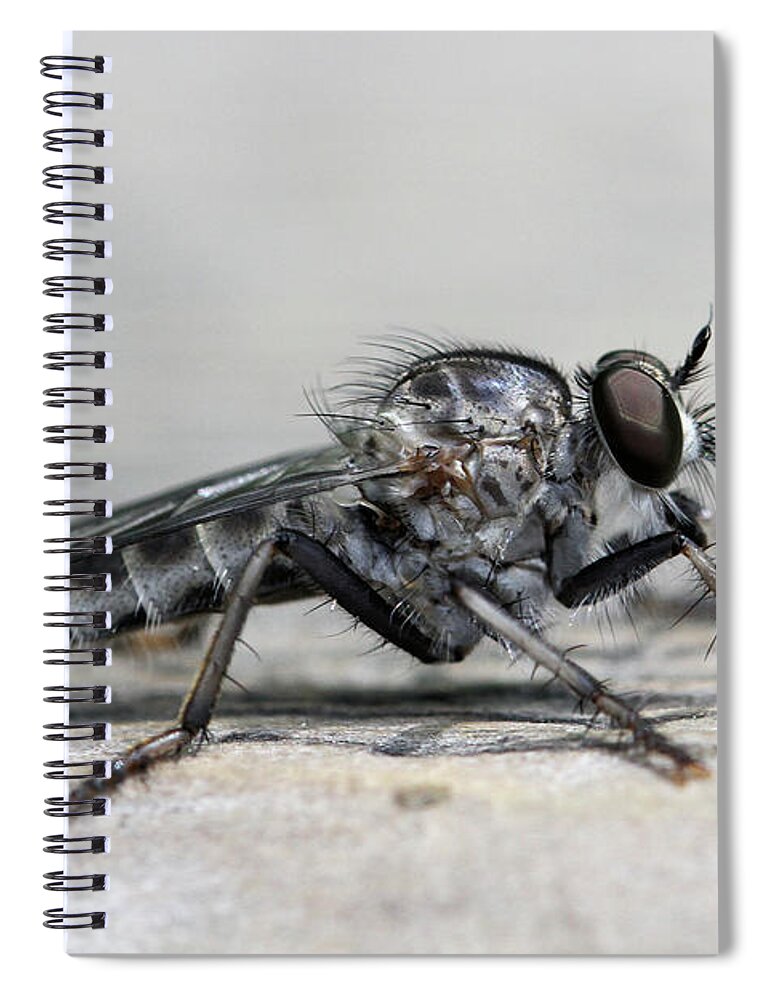 Robber Fly Spiral Notebook featuring the photograph Profile of a Robber Fly by Doris Potter