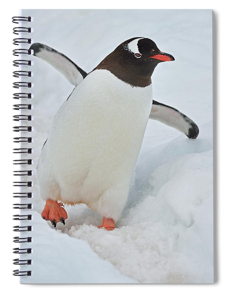 Gentoo Penguin Spiral Notebook featuring the photograph Progressive by Tony Beck