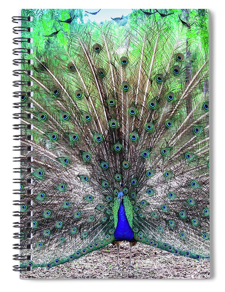 Peacock Spiral Notebook featuring the photograph Proud by Alison Frank