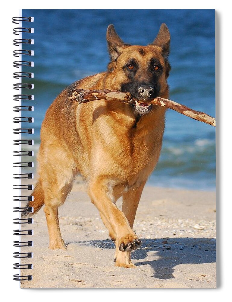 Animals Spiral Notebook featuring the photograph Proud and Happy - German Shepherd Dog by Angie Tirado