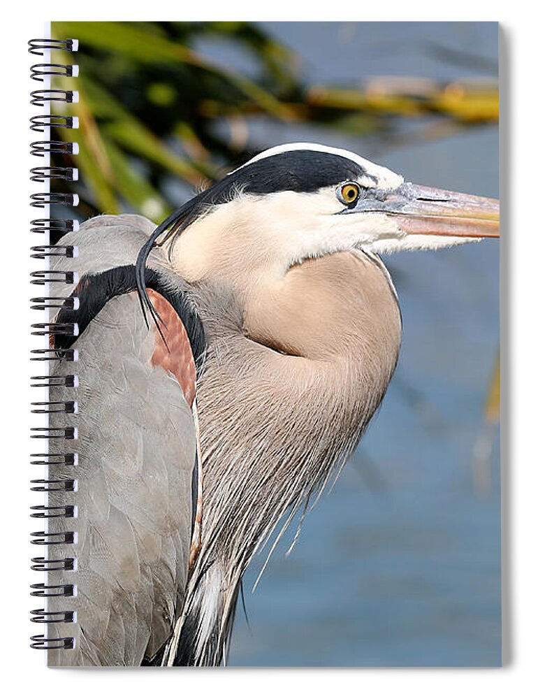 Heron Spiral Notebook featuring the photograph Proud Great Blue Heron by Carol Groenen