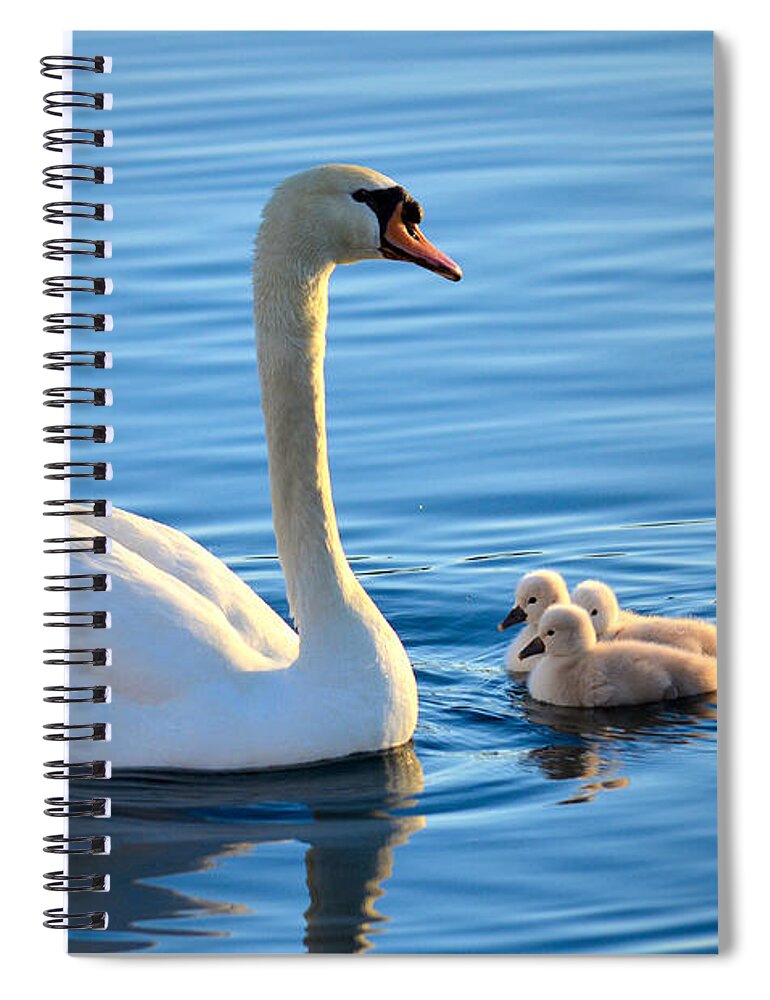 Mute Swan Spiral Notebook featuring the photograph Proud Mother by Deb Halloran