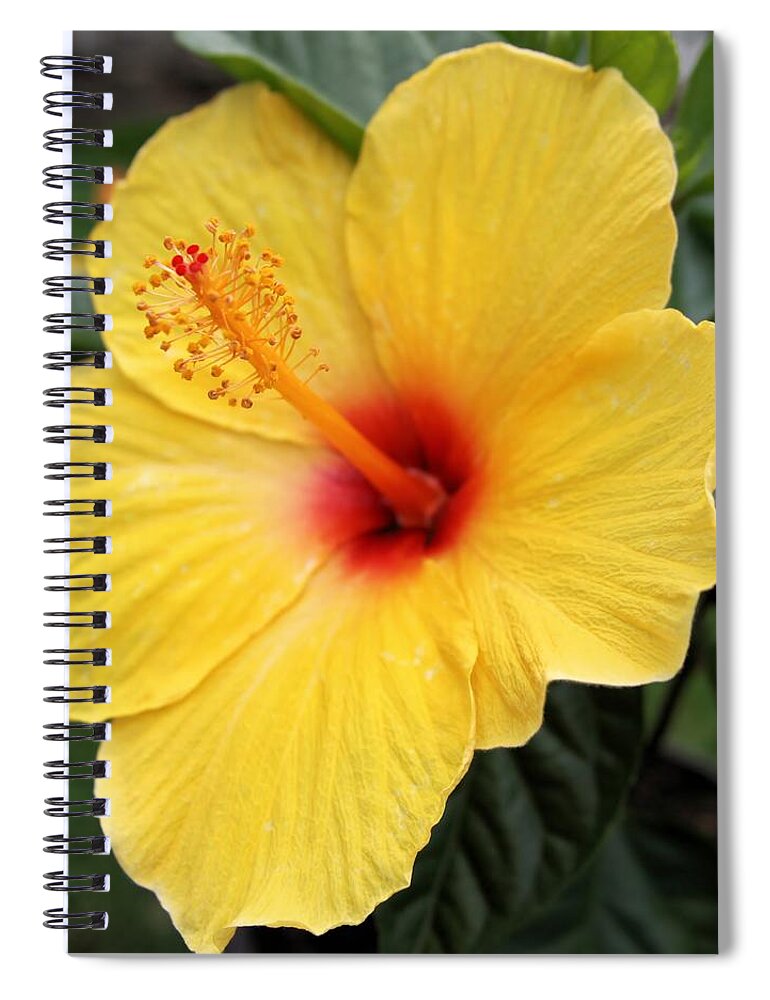 Flower Spiral Notebook featuring the photograph Pua Aloalo by DJ Florek