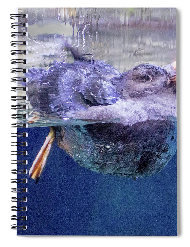 Bird Spiral Notebook featuring the photograph Puffen 1 by Cheryl Del Toro