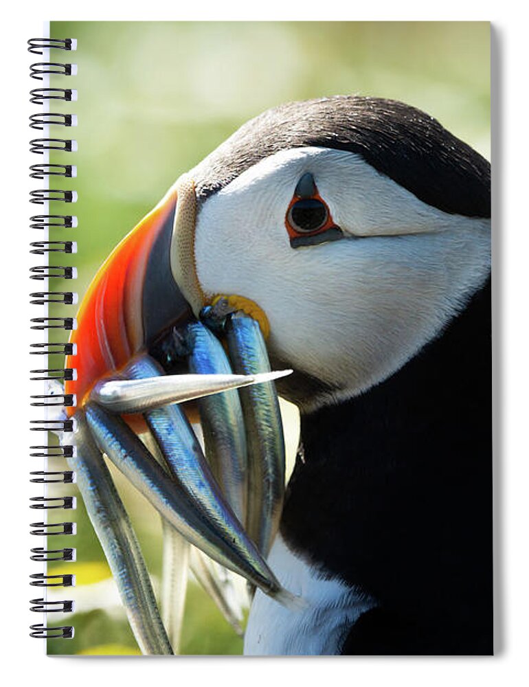 Skomer Island Spiral Notebook featuring the photograph Puffin Portrait by Framing Places