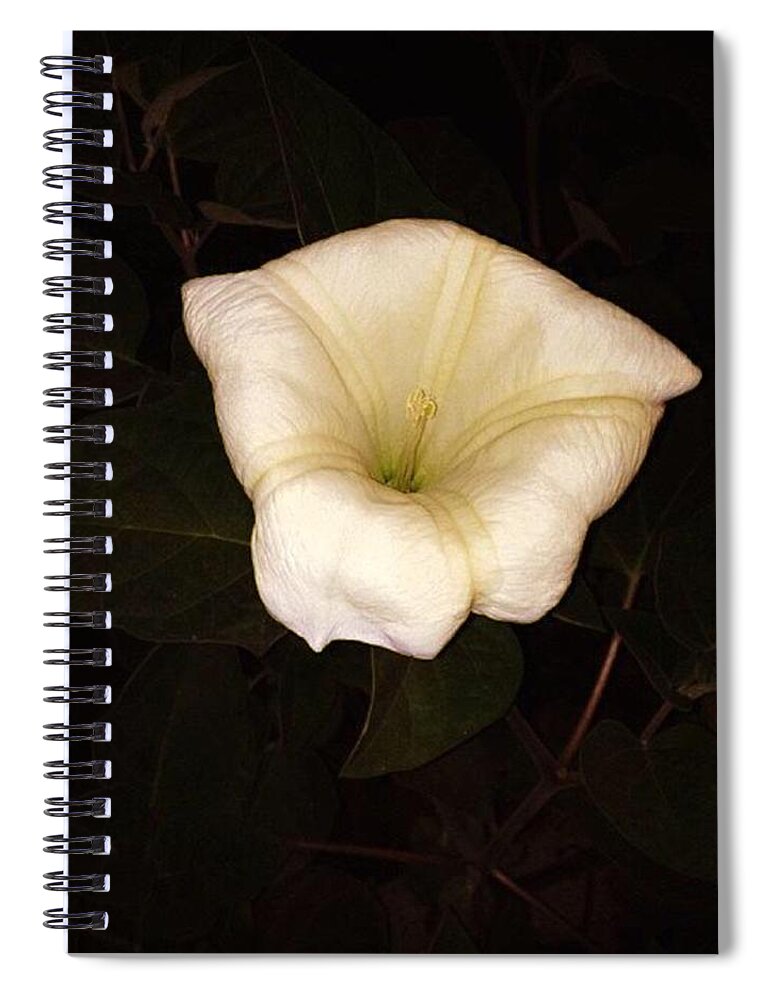 Purity Spiral Notebook featuring the photograph Purity Has No Shame by Nick Heap