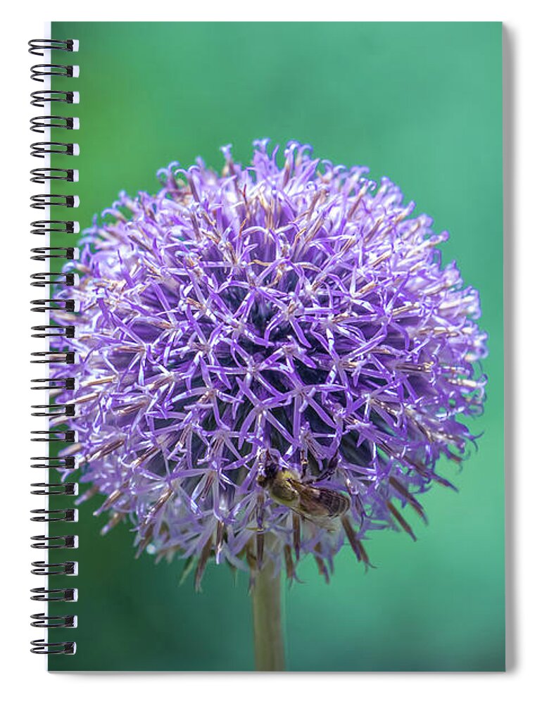 Purple Spiral Notebook featuring the photograph Purple Alliums flower by Lilia S