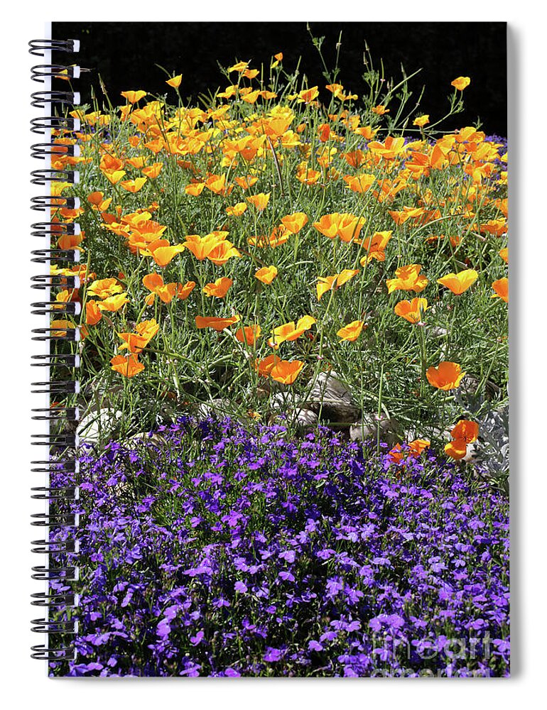 Californian Poppies Lobelia Purple And Orange Flowers Spiral Notebook featuring the photograph Purple and Orange by Julia Gavin
