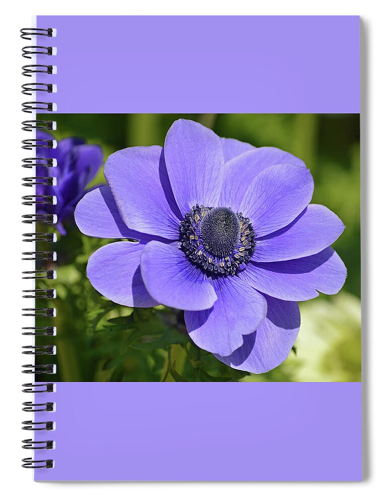 Anemone Spiral Notebook featuring the photograph Purple Anemone by Terence Davis