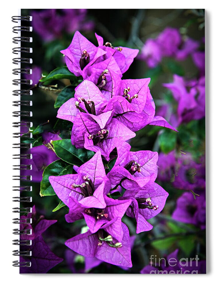 Bougainvillea Spiral Notebook featuring the photograph Purple Bougainvillea by Robert Bales
