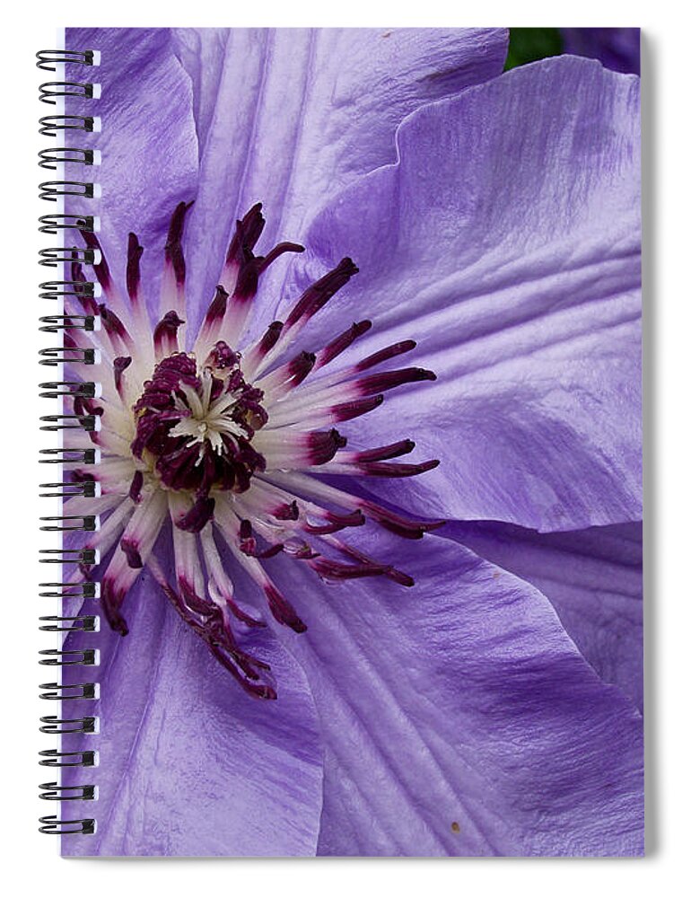 Flowers Spiral Notebook featuring the photograph Purple Clematis Blossom by Louis Dallara