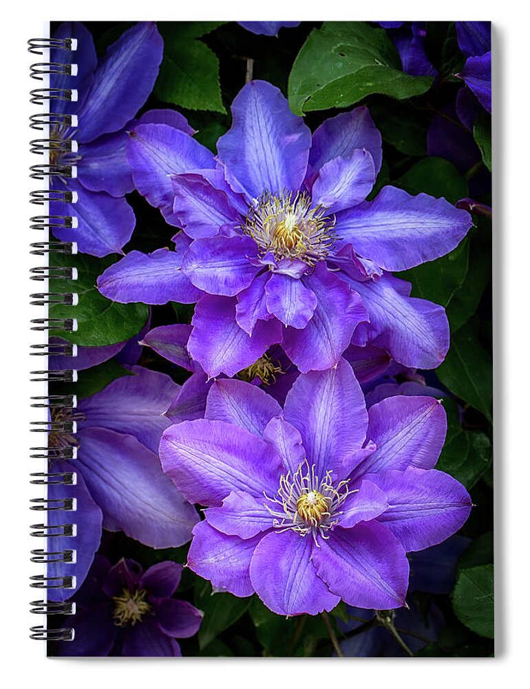 Flowers Spiral Notebook featuring the photograph Purple Clematis in Spring by John Haldane