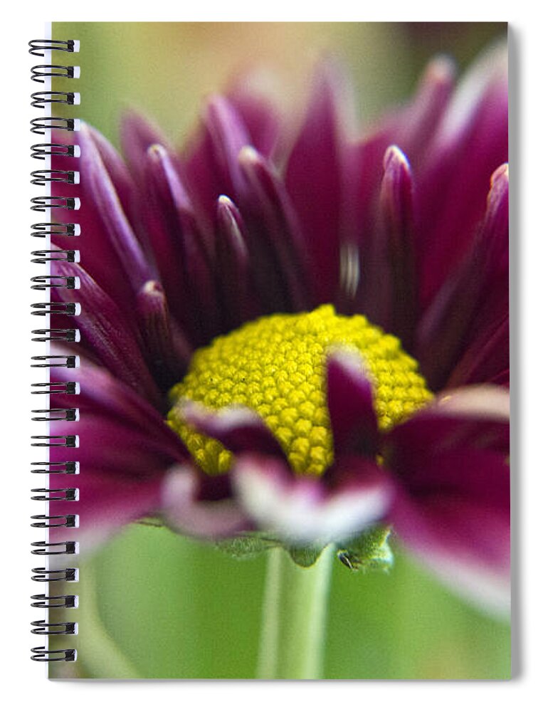 Wall Art Spiral Notebook featuring the photograph Purple Daisy by Kelly Holm