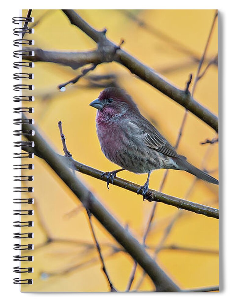 America Spiral Notebook featuring the photograph Purple Finch Bird Sitting On Tree Branch With Yellow Background by Alex Grichenko