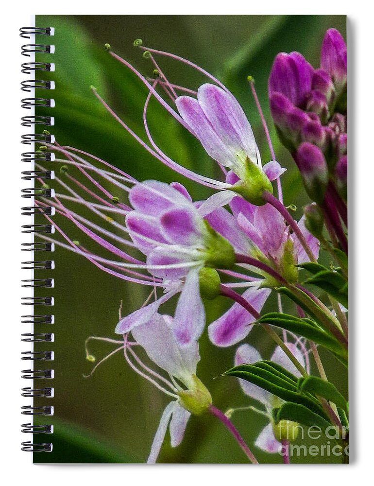 Nature Spiral Notebook featuring the photograph Purple Flower 6 by Christy Garavetto
