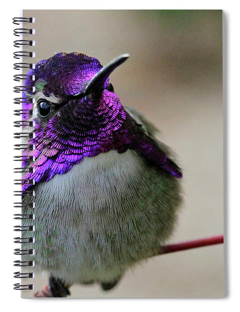 Costa's Hummingbird Spiral Notebook featuring the photograph Purple Head by Shoal Hollingsworth