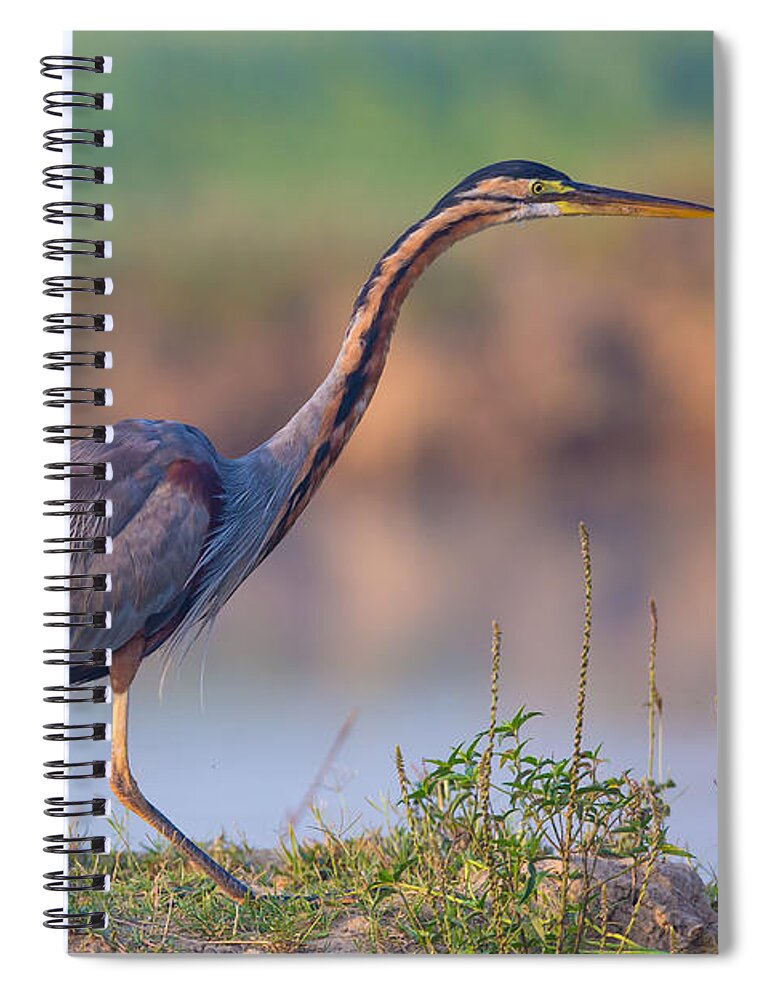 Purple Heron Spiral Notebook featuring the photograph Purple Heron, India by B. G. Thomson