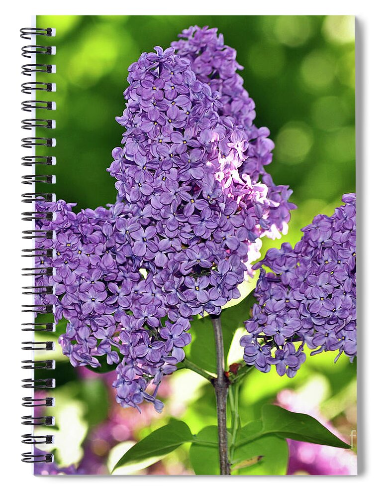 Happy Easter Purple Lilac Bush Spiral Notebook For Sale By Silva Wischeropp,What Does Poison Sumac Look Like On Your Skin