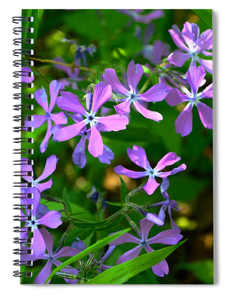 Phlox Spiral Notebook featuring the photograph Purple Phlox in the Woods by Stacie Siemsen