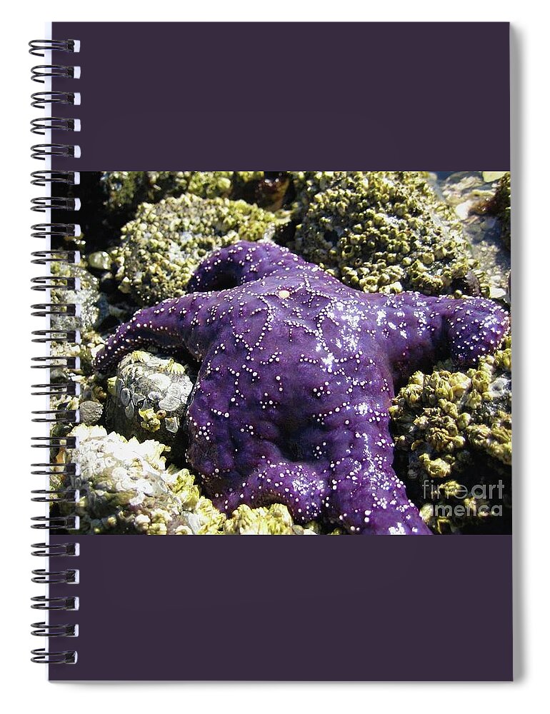 Wall Art Spiral Notebook featuring the photograph Purple Star Fish by 'REA' Gallery