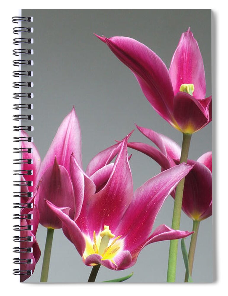 Tulips Spiral Notebook featuring the photograph Purple Tulips by Helen Jackson