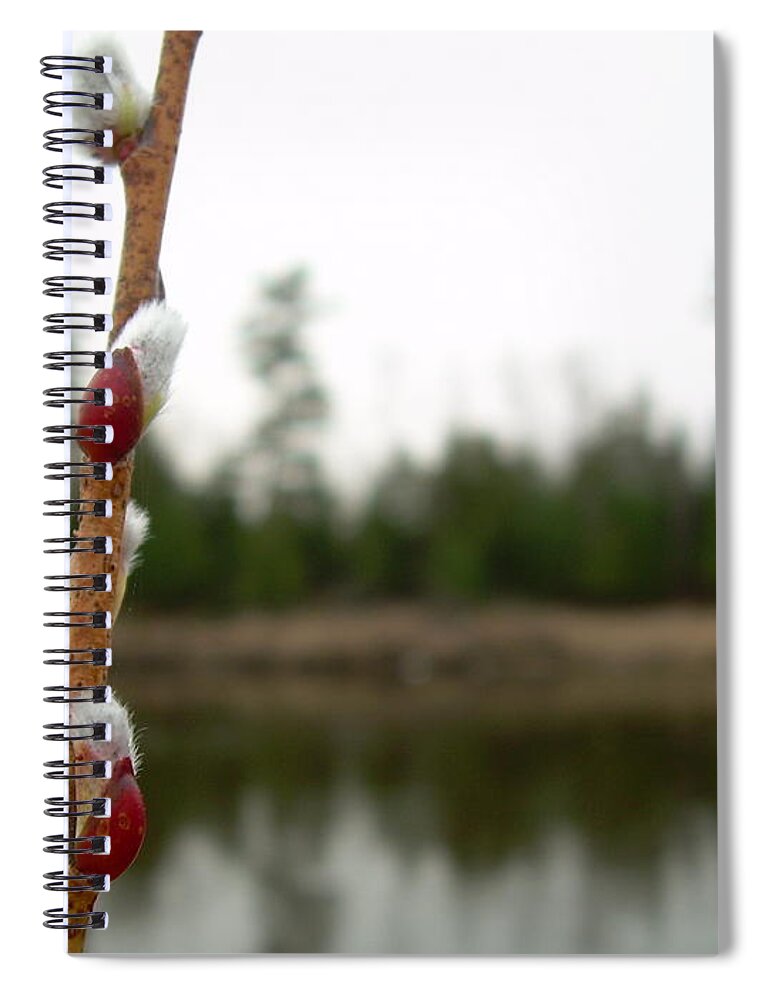 Pussy Willow Spiral Notebook featuring the photograph Pussy Willow Buds by Kent Lorentzen