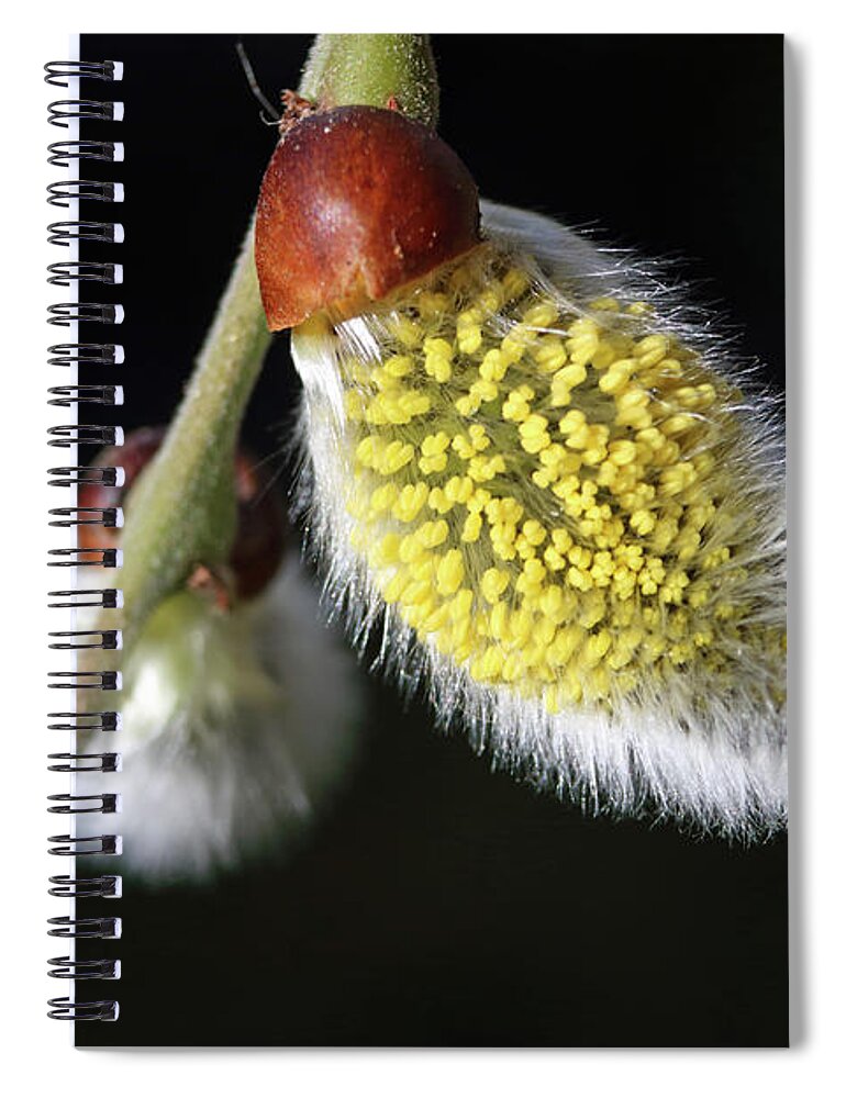 Pussy Willow Catkins Soft Furry Seedhead Spiral Notebook featuring the photograph Pussy willow catkins by Julia Gavin
