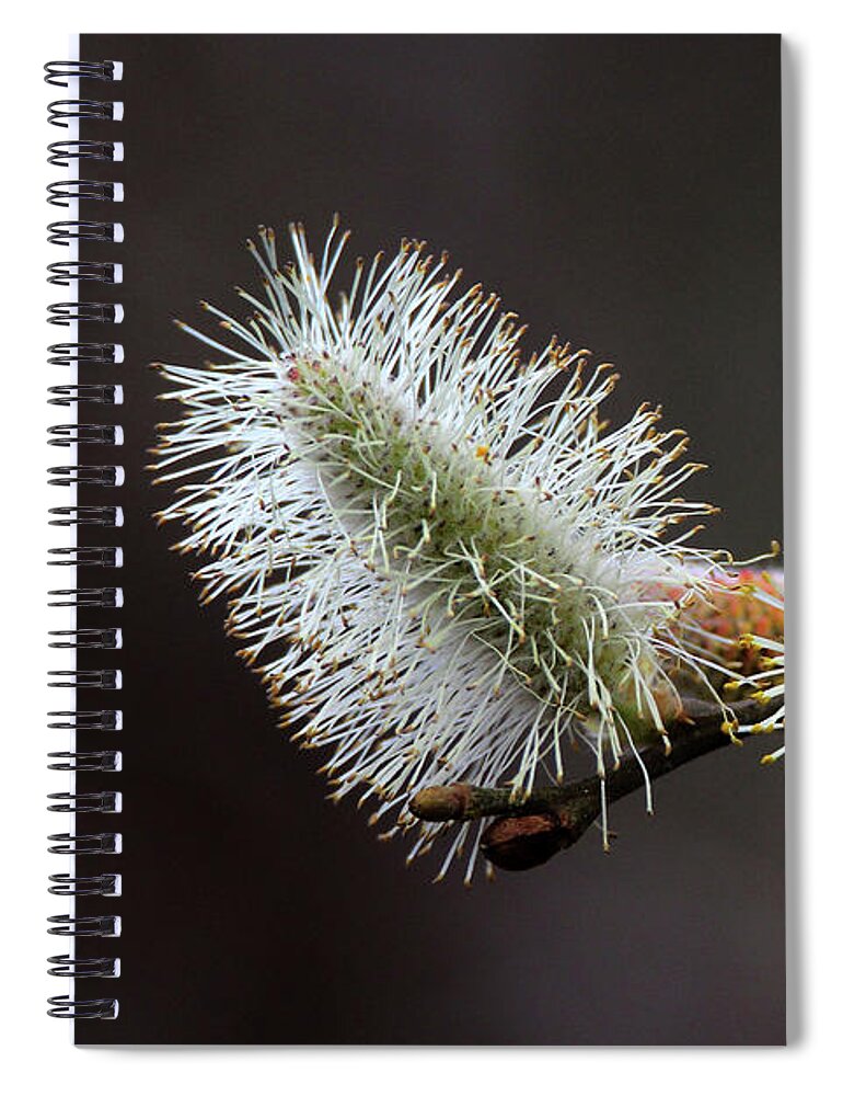 Pussy Willow Spiral Notebook featuring the photograph Pussy Willow Stony Brook New York by Bob Savage