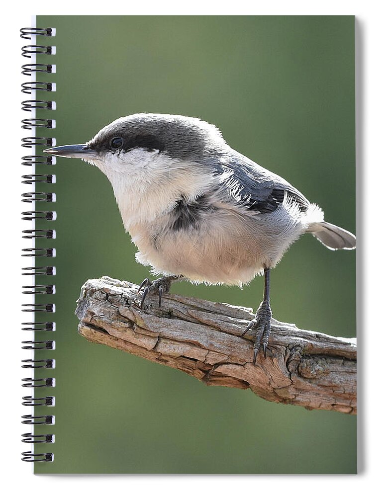 Nuthatch Spiral Notebook featuring the photograph Pygmy Nuthatch by Ben Foster
