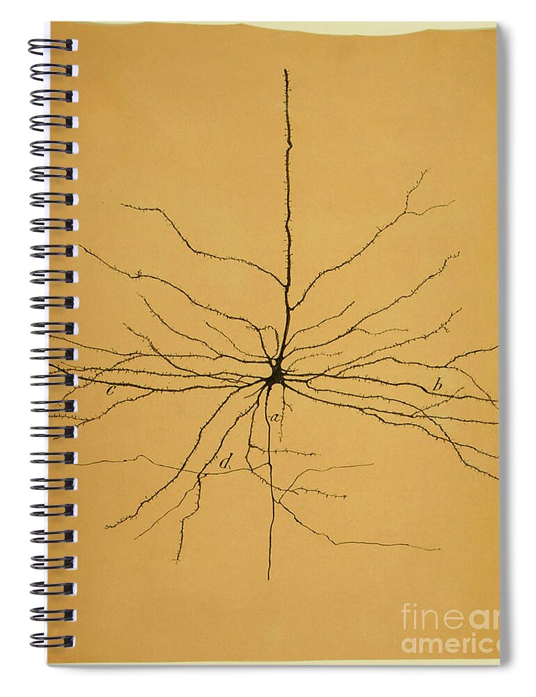 Pyramidal Cell Spiral Notebook featuring the photograph Pyramidal Cell In Cerebral Cortex, Cajal by Science Source