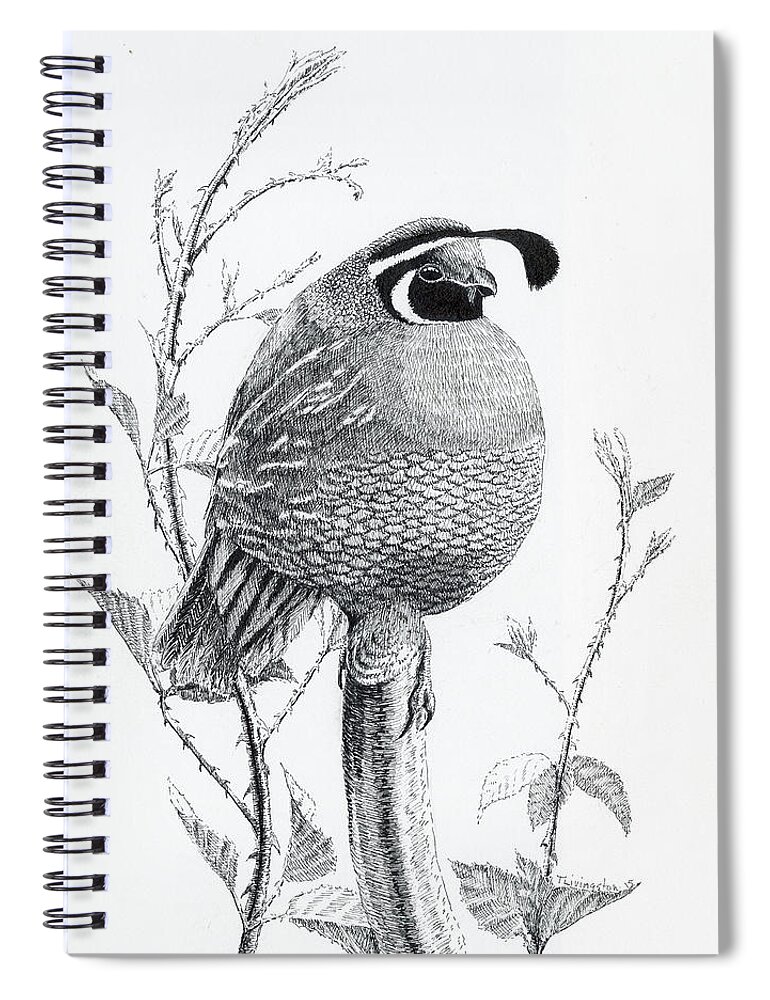 California Valley Quail Spiral Notebook featuring the drawing Quail Sentry by Timothy Livingston