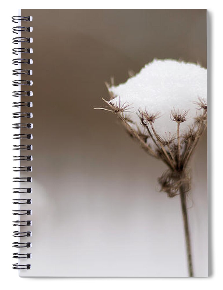Wildflower Spiral Notebook featuring the photograph Queen Anne in the Snow by Holly Ross