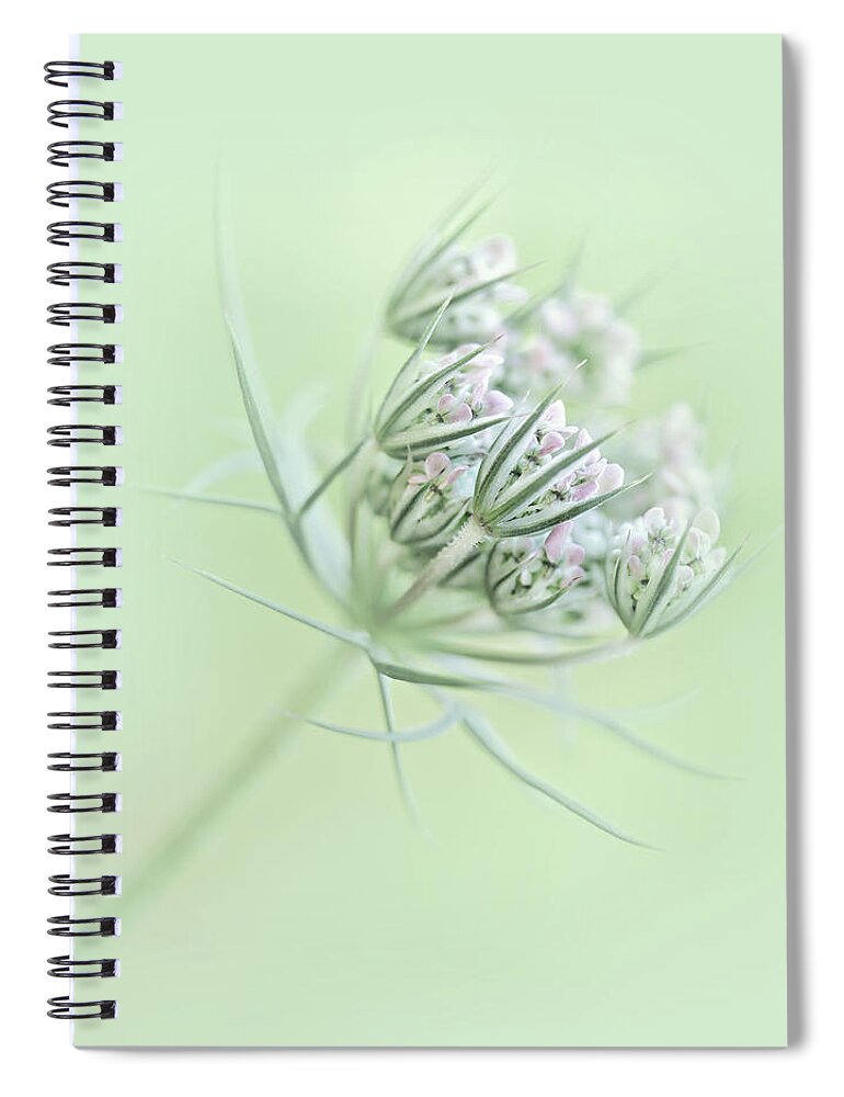 Queen Anne's Lace Spiral Notebook featuring the photograph Queen Anne's Lace Flower Buds by Jennie Marie Schell