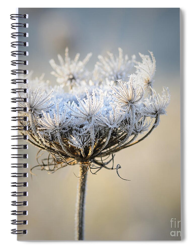 Queen Anne's Lace Spiral Notebook featuring the photograph Queen Anne's Lace With Frost by Tamara Becker