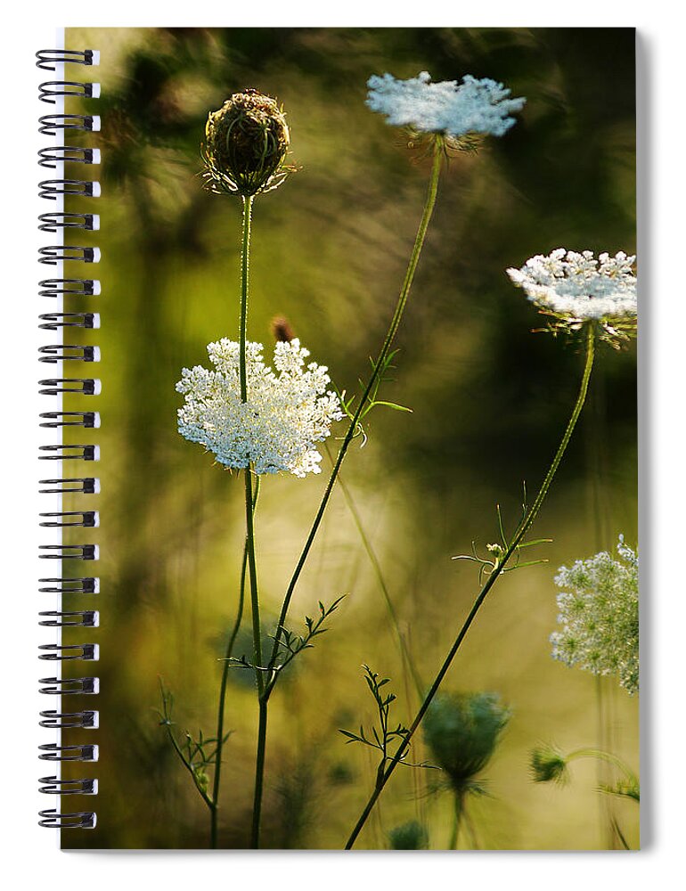 Wildflowers Spiral Notebook featuring the photograph Queen Annes Waving by Linda McRae