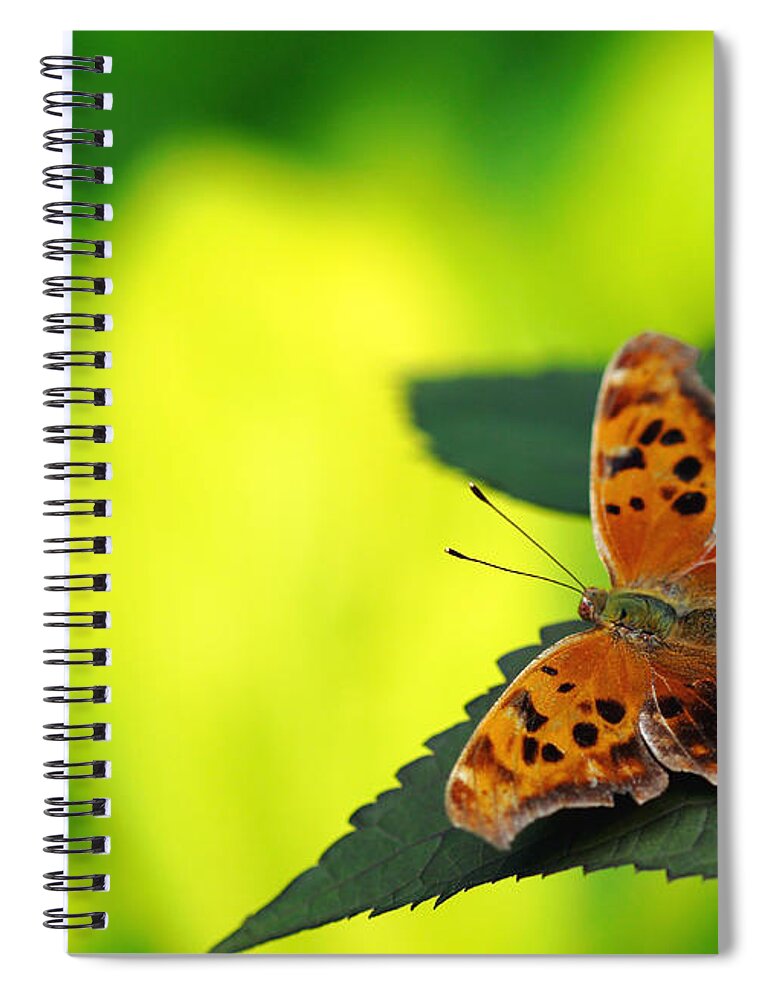 Butterfly Spiral Notebook featuring the photograph Question For You by Debbie Oppermann