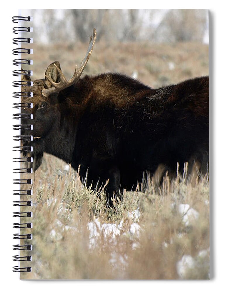Moose Spiral Notebook featuring the photograph Quiet Power by DeeLon Merritt