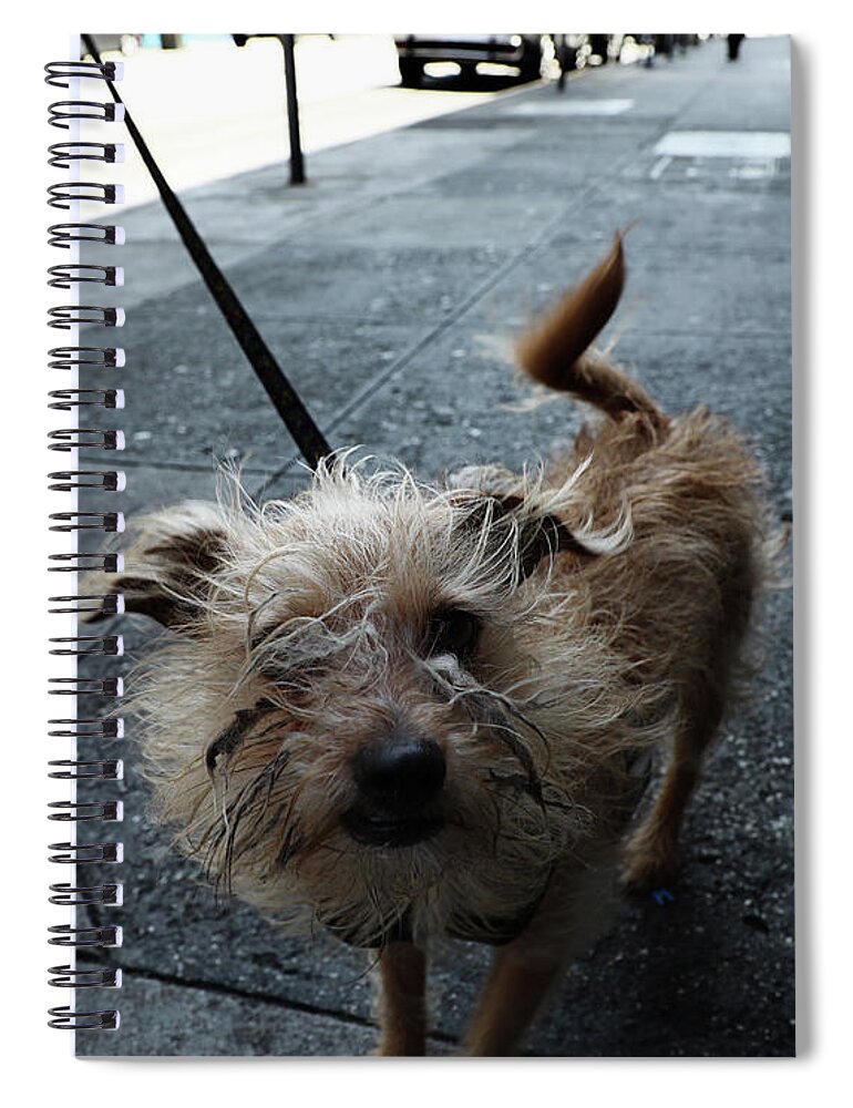 Dog Spiral Notebook featuring the photograph Rabid Dog by J C