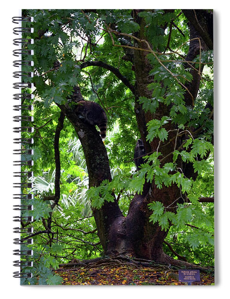 Er velkendte Vedligeholdelse produktion Raccoon Rascals Spiral Notebook by William Tasker - Pixels