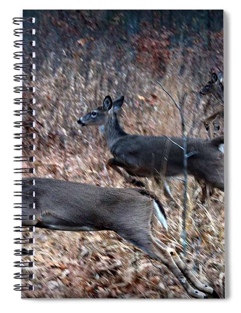 Deer Spiral Notebook featuring the photograph Race Through The Woods by Bill Stephens